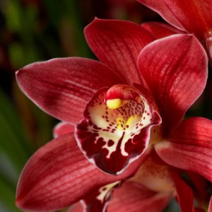 Click to enlarge image 1a-witte-cymbidium.jpg